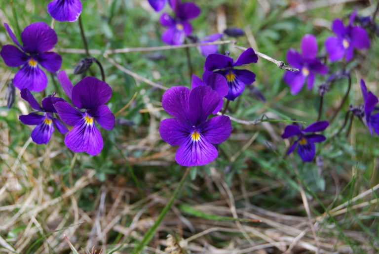 Concours Prairies fleuries : l’Aubrac est un bouquet !
